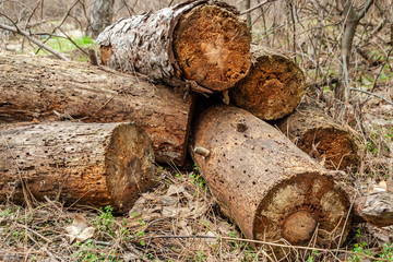 Texture of a round yellow tree close-up