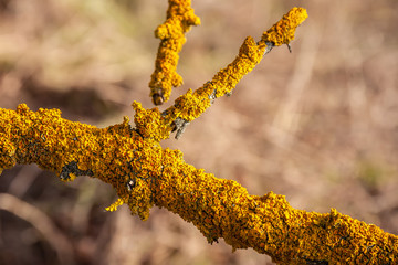 Texture of yellow moss on a tree branch.
