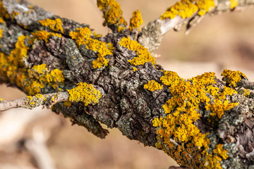 Texture of yellow moss on a tree branch.