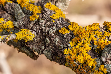 Texture of yellow moss on a tree branch.