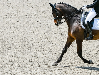 Dressage horse and rider in black uniform. Horizontal banner for website header design. Equestrian...