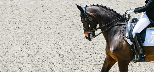 Dressage horse and rider in black uniform. Horizontal banner for website header design. Equestrian sport competition, copy space.
