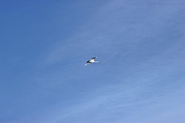 Fliegender Höckerschwan (Cygnus olor)  vor blauem Himmel