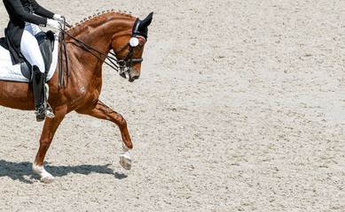 Dressage horse and rider in black uniform. Horizontal banner for website header design. Equestrian sport competition, copy space.