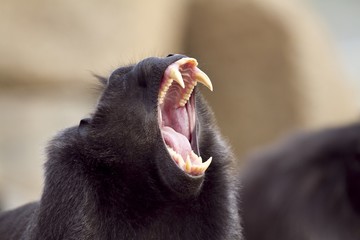 Closeup shot of a baboon screaming with its mouth wide open and sharp teeth - Powered by Adobe