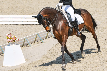 Dressage horse and rider in black uniform. Horizontal banner for website header design. Equestrian sport competition, copy space.