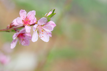 Fototapeta na wymiar Sakura flowers, pink beautiful peach tree inflorescences. Bright natural background for wallpapers in pink and green bright shades.