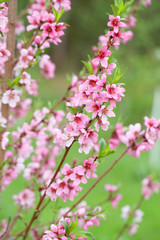 Sakura flowers, pink beautiful peach tree inflorescences. Bright natural background for wallpapers in pink and green bright shades.
