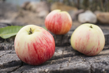 Sweet rustic still life. Bright fragrant apples from their own garden on an old cracked huge stump.