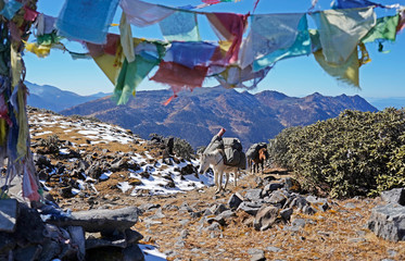 Horses carrying packs going over mountain pass in Bhutan, prayer flags above them