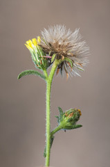 Dittrichia graveolens stinkwort stinkweed Khaki weed pretty medicinal flower with yellow flowers and sticky stems