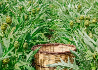 artichoke field and empty basket