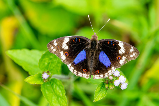 Junonia oenone butterfly, also known as the blue pansy or dark blue pansy butterfly, Entebbe, Uganda
