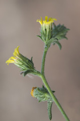 Dittrichia graveolens stinkwort stinkweed Khaki weed pretty medicinal flower with yellow flowers and sticky stems