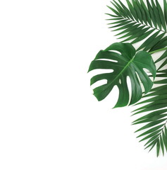 tropical green palm, monstera leaves , branches frame isolated on a white background. top view.copy space.abstract.