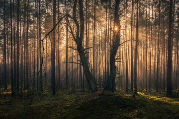 Obraz premium Autumn forest on a foggy and sunny day, Chojnowski Landscape Park, Poland