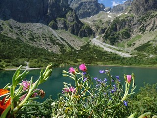 Mountain Spring wild flowers colorful with blue lake behind and large rokcy mountains snow in the high tatras