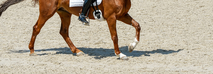 Dressage horse and rider in black uniform. Beautiful horse portrait during Equestrian sport competition, copy space.