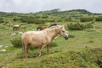 White horse at close view. Highland meadow with grazing horses. Astonishing clouds on sky. Mountain scenery.