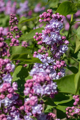 purple flowers in the garden