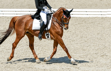 Dressage horse and rider in black uniform. Beautiful horse portrait during Equestrian sport competition, copy space.