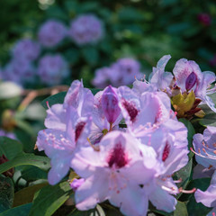 pink flowers in the garden