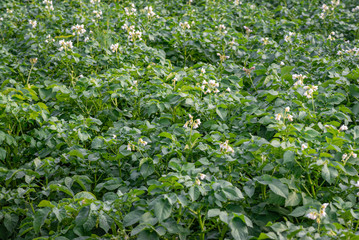 Potato plants on farm field background.
