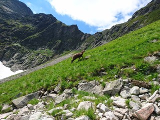 Alpine goat