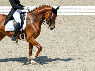 Obraz premium Dressage horse and rider in black uniform. Beautiful horse portrait during Equestrian sport competition, copy space.