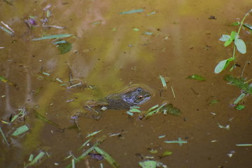 A frog floating in a stream among some grass trimmings