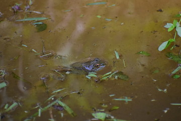 A frog floating in a stream among some grass trimmings