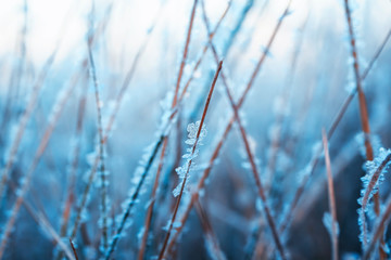 natural background with grass covered shiny transparent crystals of cold blue frost like beads on a Sunny winter morning