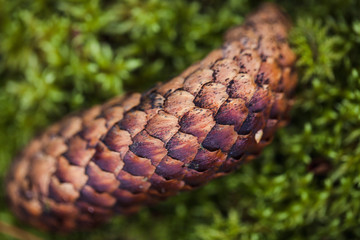 Close up of pine cone lying on green moss. Seasonal photo in the forest.