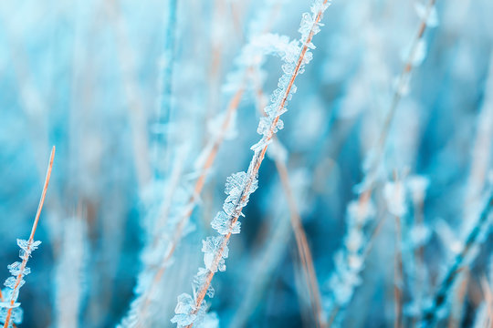 natural background with grass covered shiny transparent crystals of cold blue frost are strung like beads on a Sunny winter morning