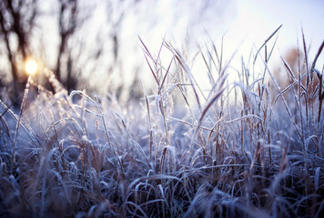 natural background with field with dry grass covered shiny transparent crystals of cold frost and snow cover in winter Sunny morning
