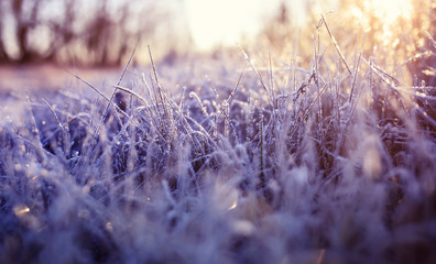 natural background with field with dry grass covered shiny transparent crystals of cold frost and snow in winter Sunny morning