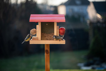 Wild birds inspects seed feeder