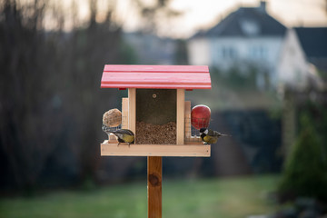 Blue tits feed at seed feeder