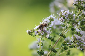 Honigbiene auf Oregano Blüte 