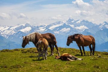 Fototapeta na wymiar Pferde in den Bergen