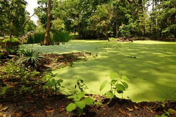 lakes in the dry season with water discharge that tends to start to recede