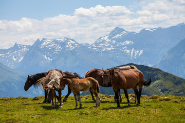 Fototapeta na wymiar Pferde in den Bergen