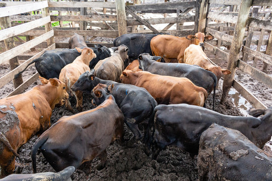 Cattle ready to be auctioned