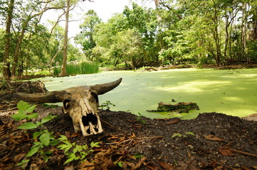 Skulls of animals lying in the green valley of the wilderness