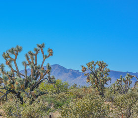 Fototapeta na wymiar Spiny Joshua Trees (Yucca Brevifolia) in the Sonora Desert. Maricopa County, Arizona USA