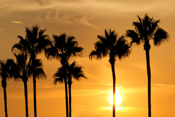 Fototapeta na wymiar Palm tree silhouette in beautiful sunset, CA