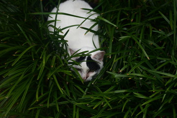 A white cat with black spots hiding in monkey grass