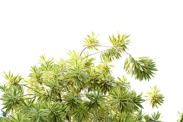 Desert plant leaves with branches growing in botanical garden on white isolated background for green foliage backdrop 