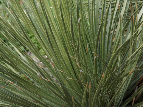 Gros plan sur feuilles de dasylire à feuilles glauques (Dasylirion glaucophyllum), hautes tiges radiantes, vert glauque, bordées d'épines blanches recourbées à effet graphique