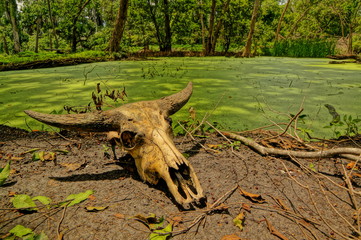Skulls of animals lying in the green valley of the wilderness
